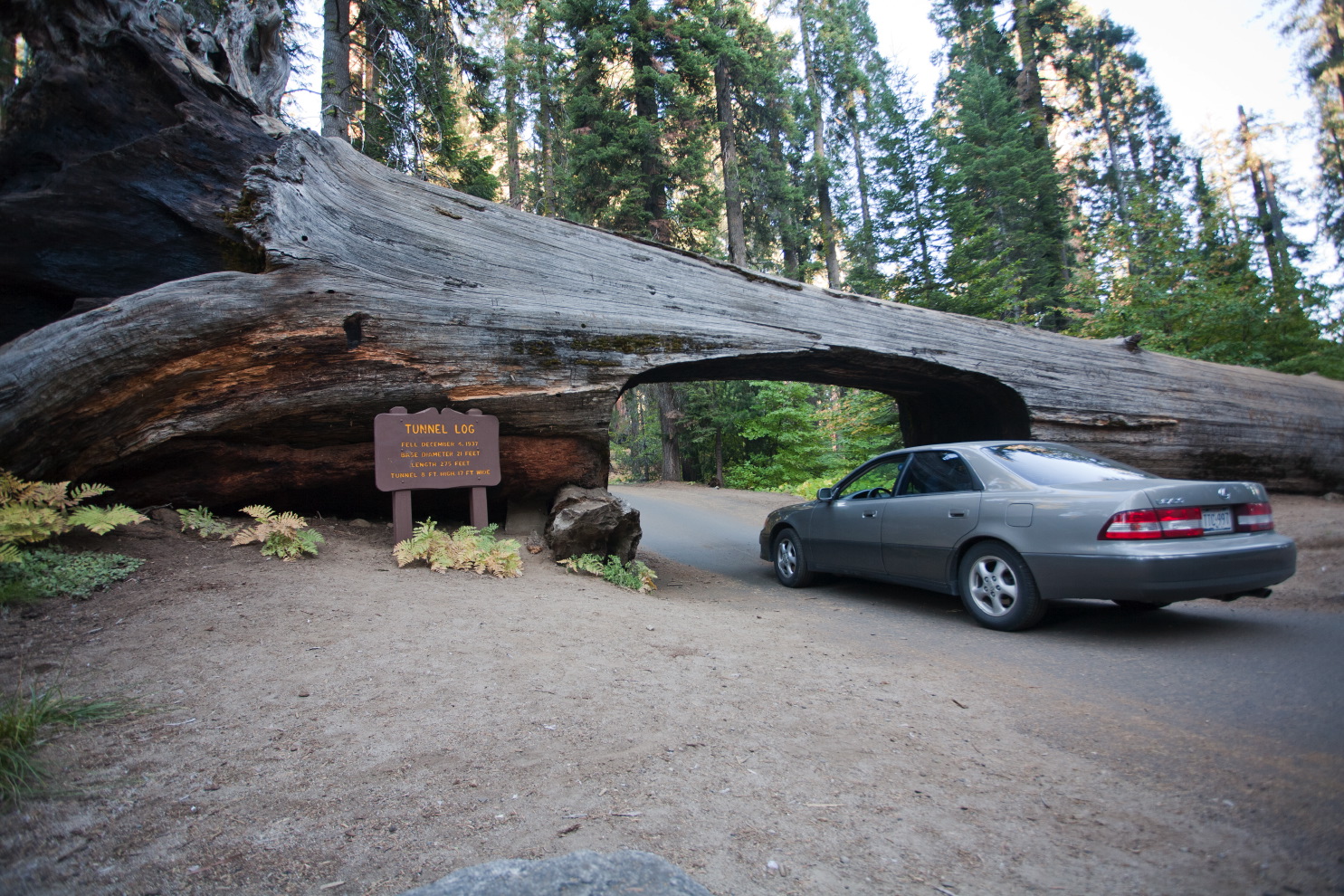 driving in sequoia na#3c2b.jpg