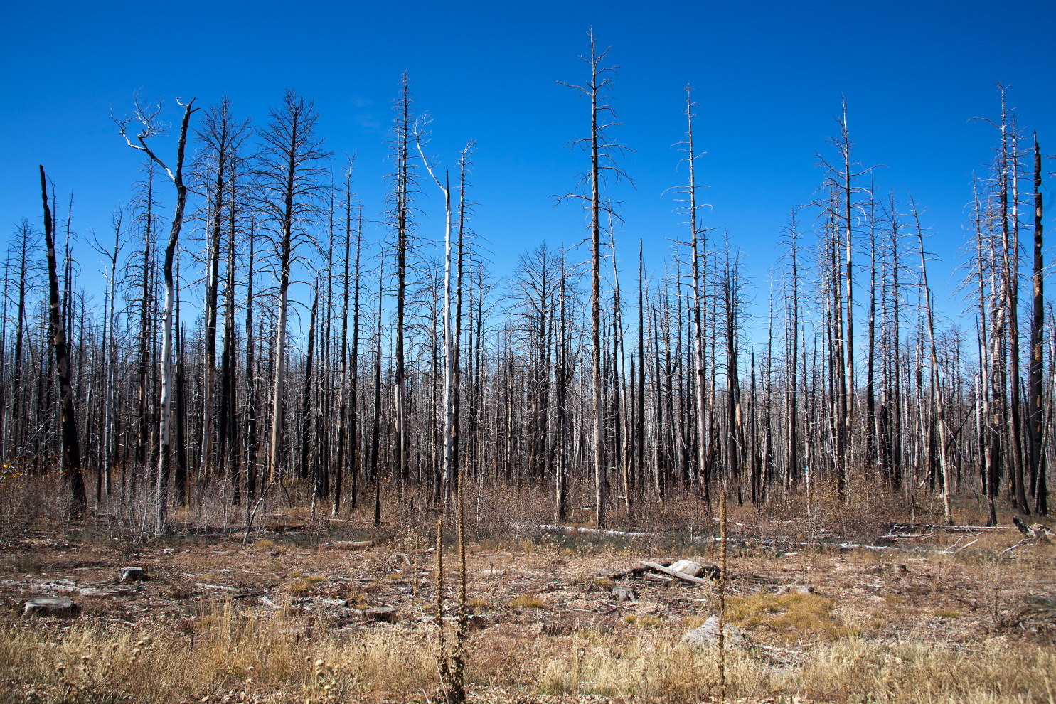forest after fire on #3c04.jpg