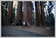 Big Trees Trail Hike 2.jpg