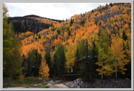 Vail Colorado - Aspen Trees - 01.jpg