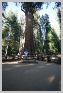 Genreal Sherman - The Largest Tree on Earth 27.JPG