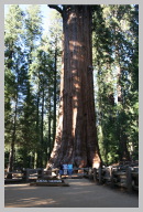 Genreal Sherman - The Largest Tree on Earth.JPG