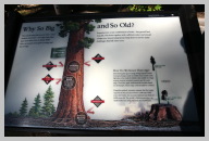 Genreal Sherman - The Largest Tree on Earth 24.JPG