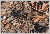 Tarantulas on Mount Diablo13.jpg