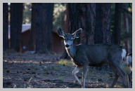 Morning Mule Deer at my Campsite.jpg