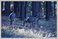Morning Mule Deers at my Campsite.jpg
